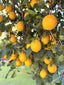 ReeceKay Organic Lemon Jam
